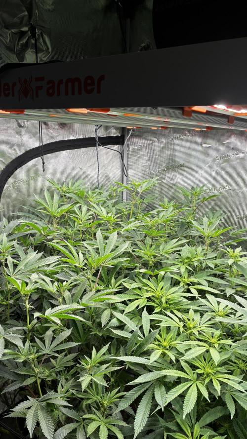 Clone Only run in the 4x4. Week 13