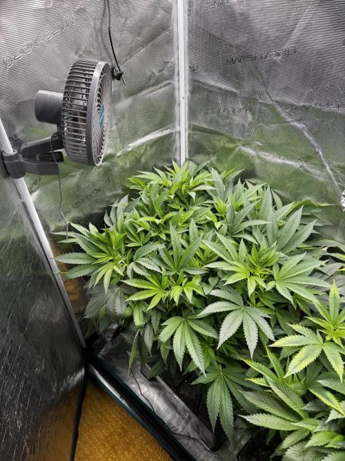 Rainbow Melon. Week 10