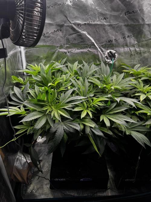 Rainbow Melon. Week 10