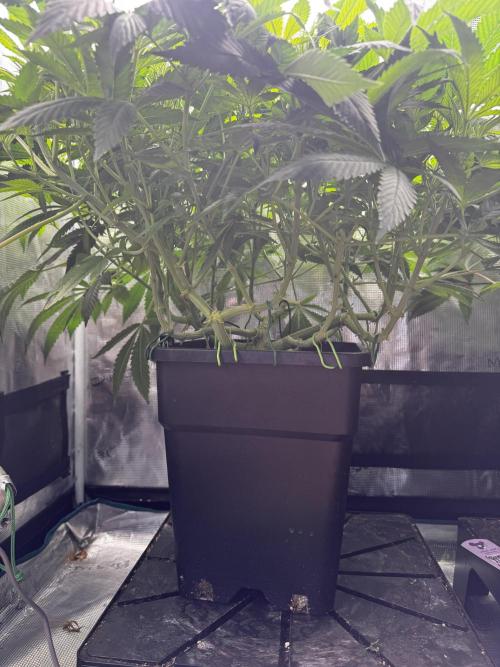 Rainbow Melon. Week 10