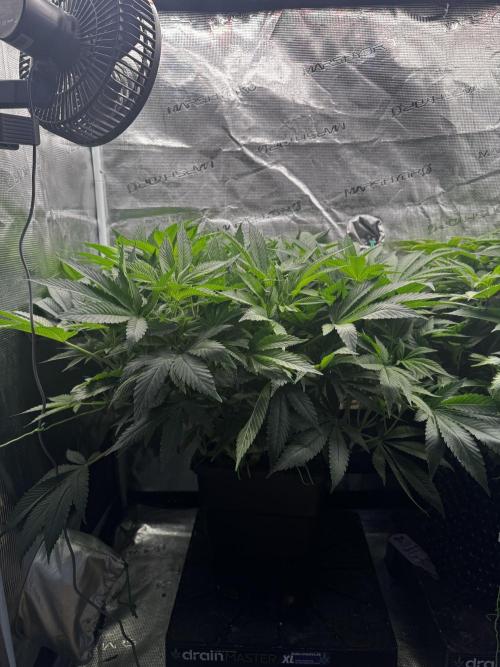 Rainbow Melon. Week 10