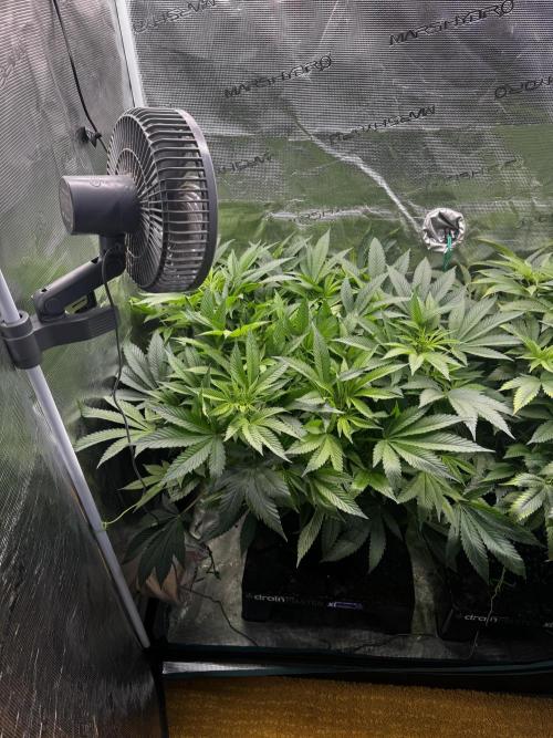 Rainbow Melon. Week 10