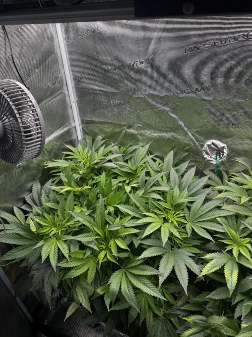 Rainbow Melon. Week 10