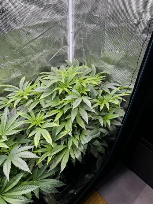 Permanent Marker Doja Exclusive Clone. Week 10
