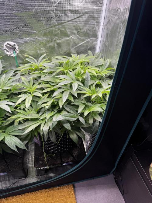 Permanent Marker Doja Exclusive Clone. Week 10