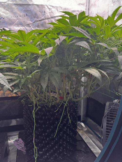 Permanent Marker Doja Exclusive Clone. Week 10