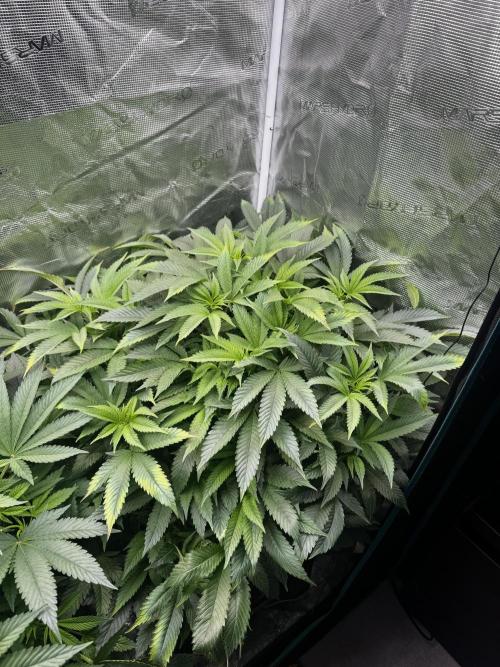 Permanent Marker Doja Exclusive Clone. Week 10