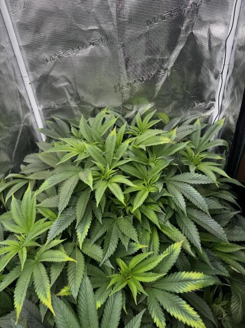 Permanent Marker Doja Exclusive Clone. Week 10