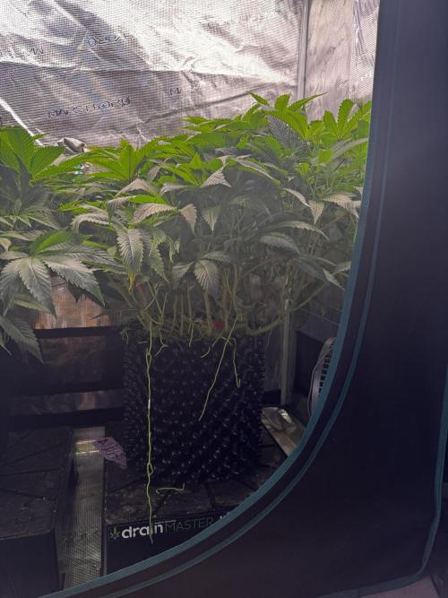 Permanent Marker Doja Exclusive Clone. Week 10