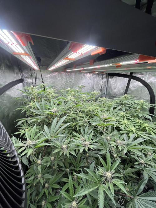 Clone Only run in the 4x4. Week 14