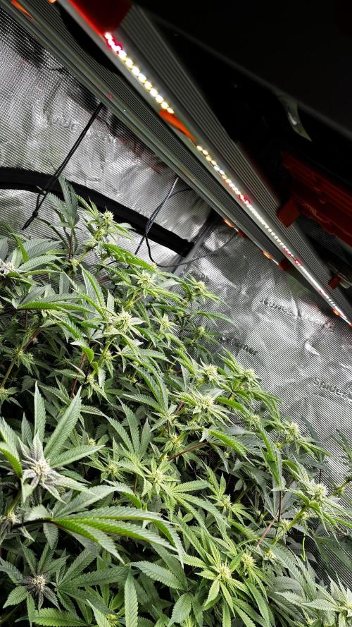Clone Only run in the 4x4. Week 14