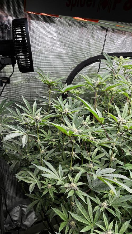 Clone Only run in the 4x4. Week 14