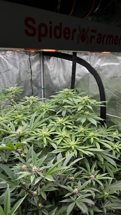 Clone Only run in the 4x4. Week 14