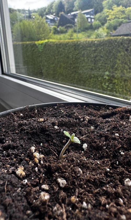Experiment - 2l Balcony Cup. Week 1