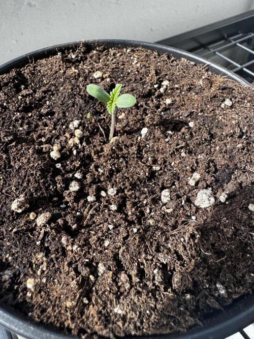 Experiment - 2l Balcony Cup. Week 1