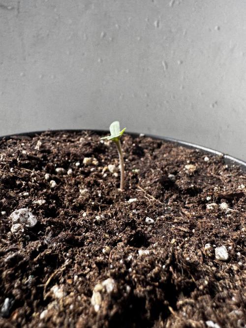 Experiment - 2l Balcony Cup. Week 1