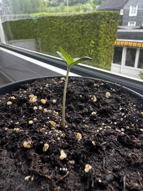 Experiment - 2l Balcony Cup. Week 1