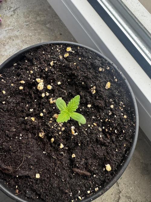 Experiment - 2l Balcony Cup. Week 1