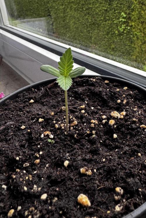 Experiment - 2l Balcony Cup. Week 1