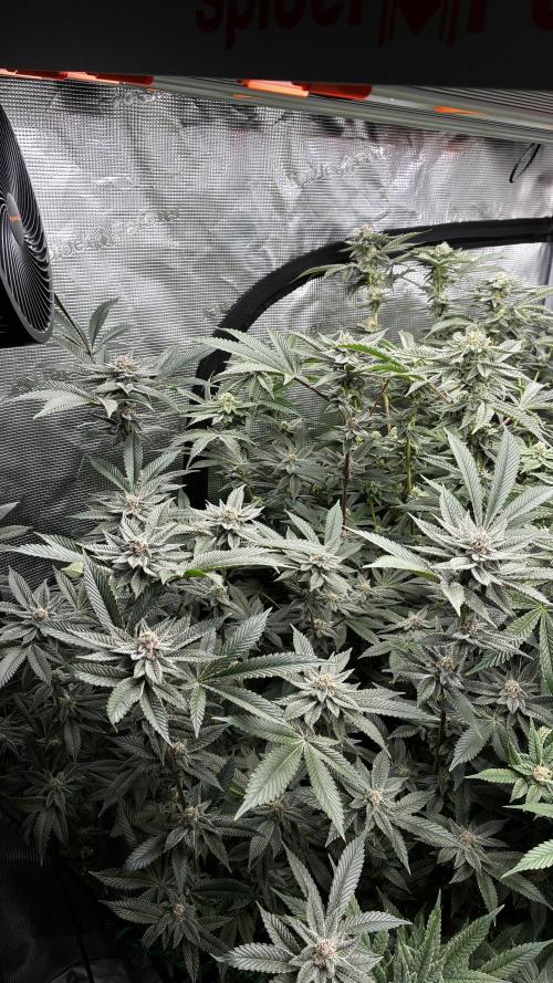 Clone Only run in the 4x4. Week 15 - SBC