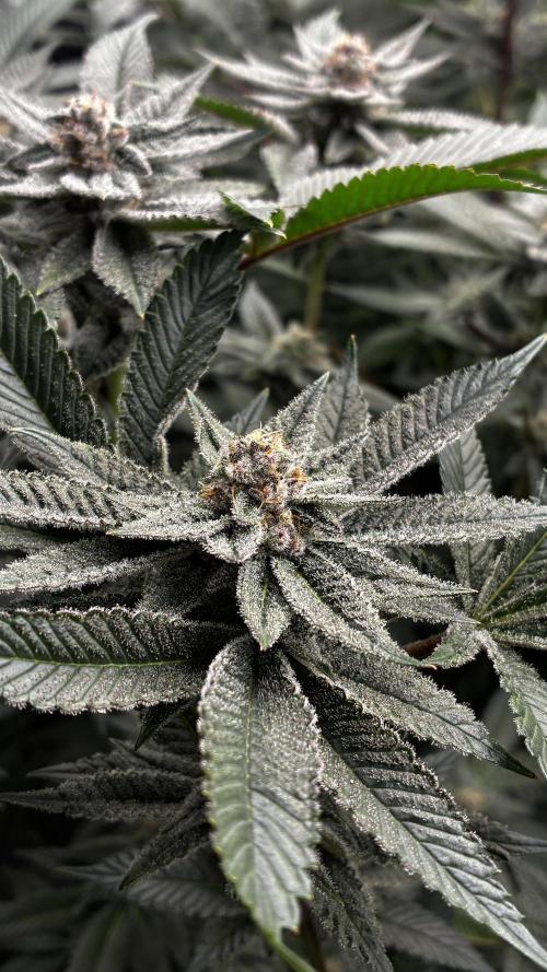 Clone Only run in the 4x4. Week 15 - SBC