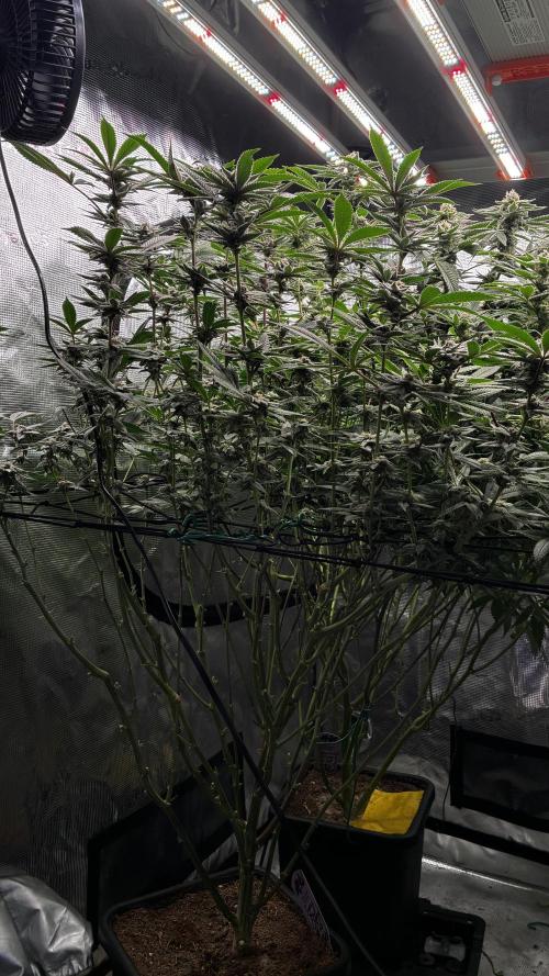 Clone Only run in the 4x4. Week 15 - SBC