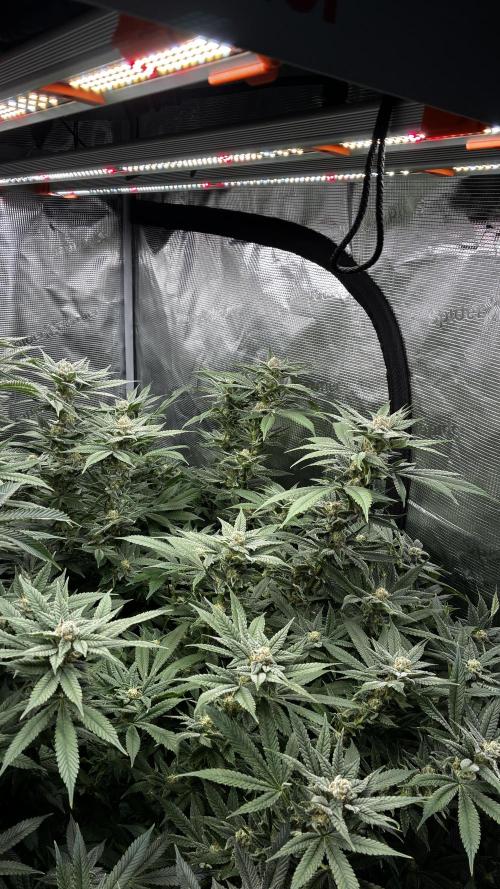 Clone Only run in the 4x4. Week 15 - ZOAP