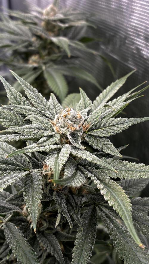 Clone Only run in the 4x4. Week 15 - ZOAP