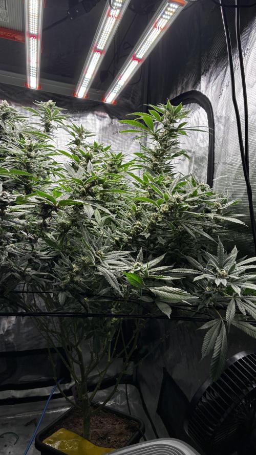 Clone Only run in the 4x4. Week 15 - ZOAP