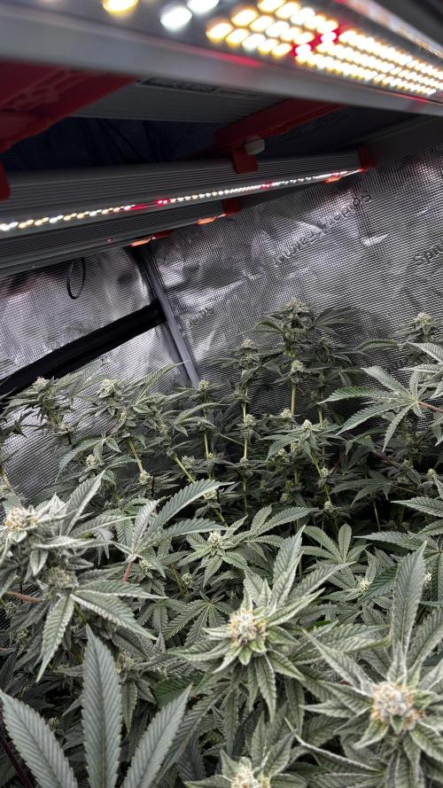 Clone Only run in the 4x4. Week 15 - Pm C