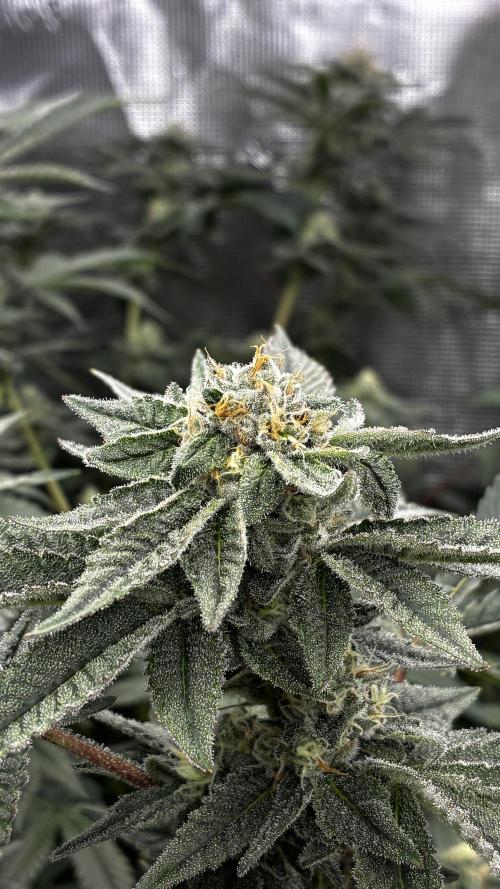 Clone Only run in the 4x4. Week 15 - Pm C