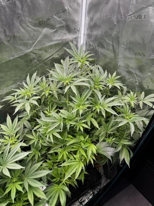 Permanent Marker Doja Exclusive Clone. Week 11