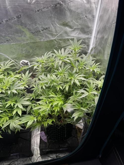 Permanent Marker Doja Exclusive Clone. Week 11