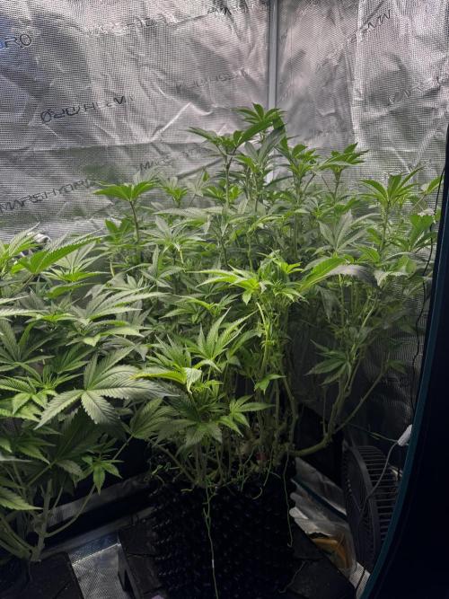 Permanent Marker Doja Exclusive Clone. Week 11