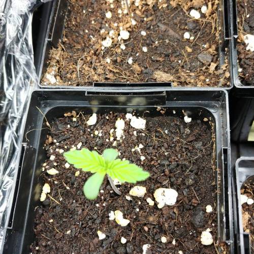 Landiie. Week 0