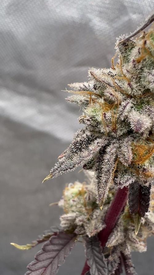 Frenchy´s Lass (French Toast x Chimera)