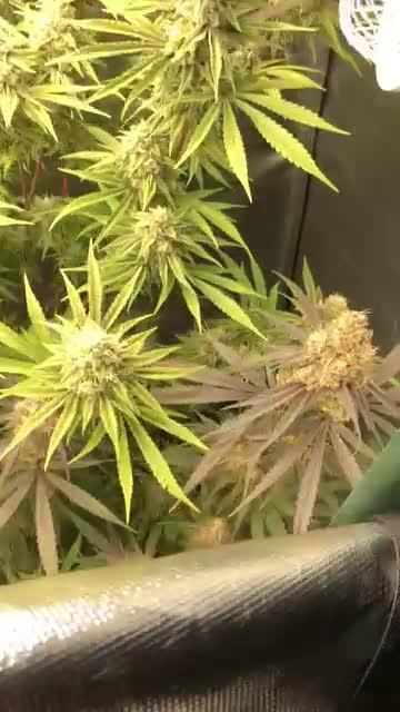 TPB - Platinum Jelly x Slurricane #23 - In house Genetics / Living Soil