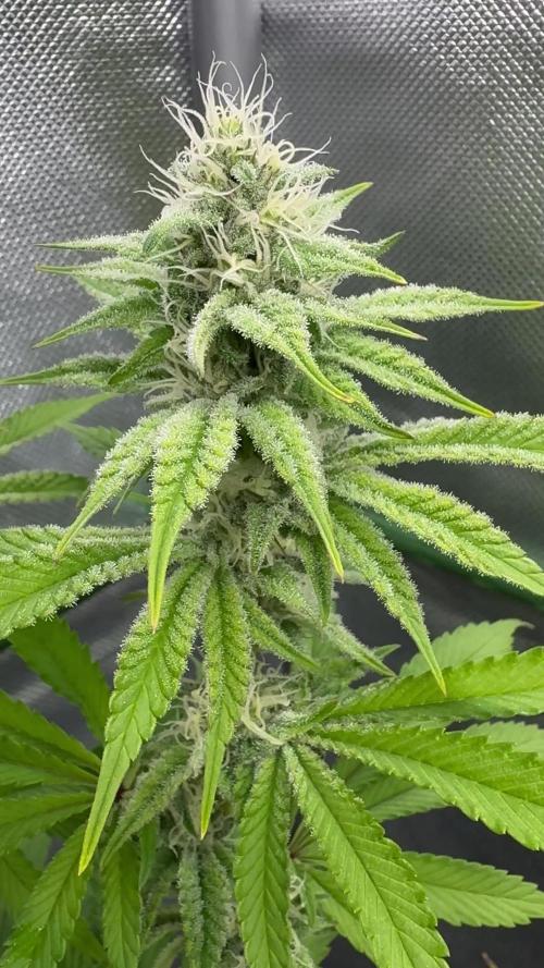 Frenchy's Lass (French Toast x Chimera #2)