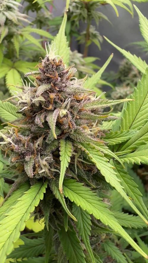 Strawberry Cola Sherbet F1 FV
