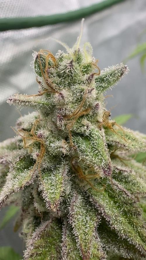 Frenchy's Lass (French Toast x Chimera #2)