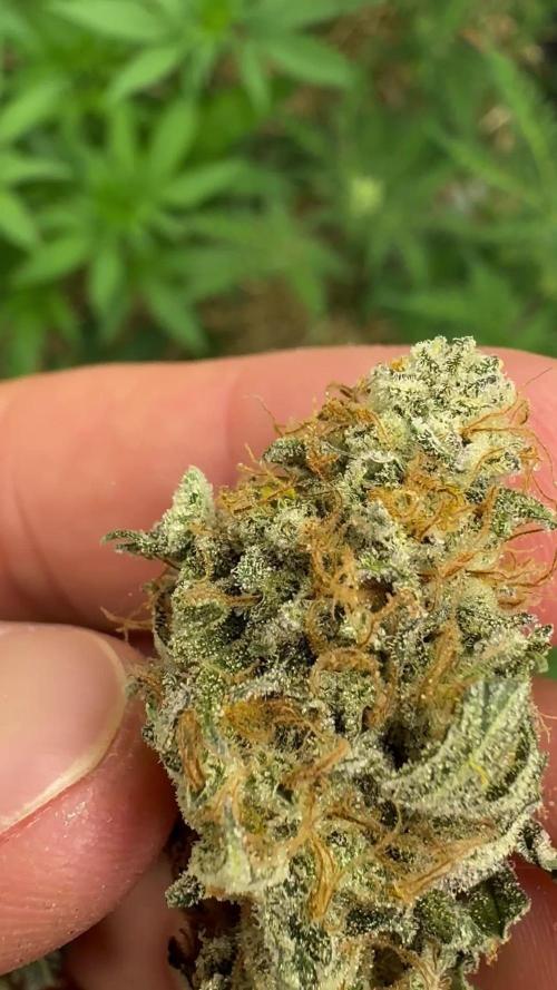 Forbidden Fruit x Sherbanger @GrandCru