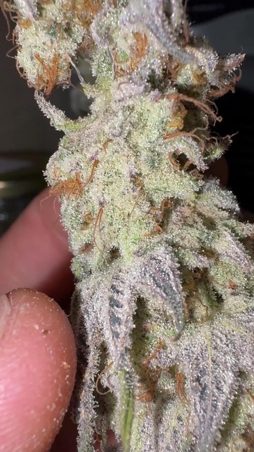 Frenchy's Lass (French Toast x Chimera #2)