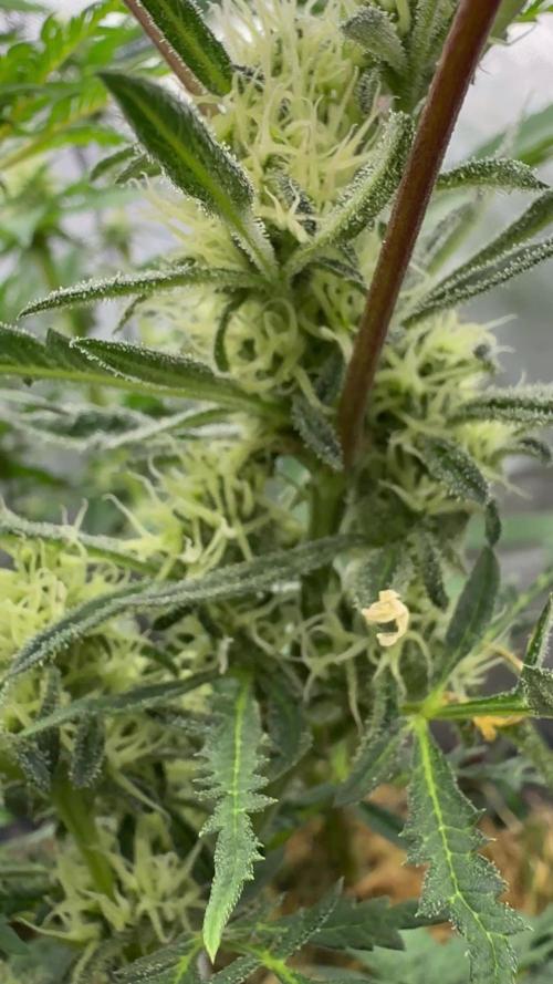 TOB - Banana Chem FreaK - Terpyz Mutant Genetics