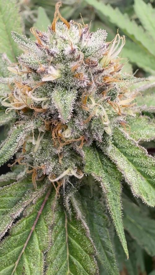 SweetSeeds - Monster Maker