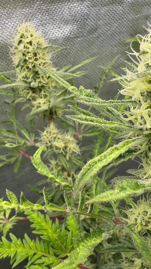 TOB - Banana Chem FreaK - Terpyz Mutant Genetics
