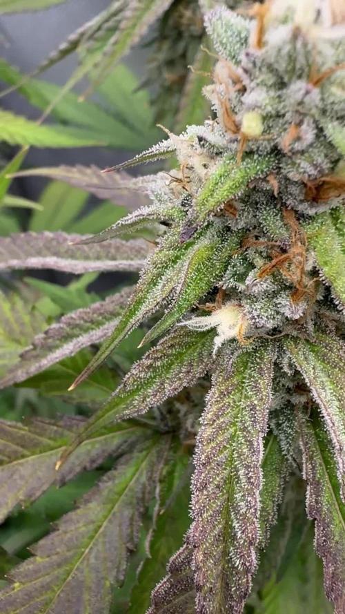 Glitter Bomb x Sherbanger - GrandCru