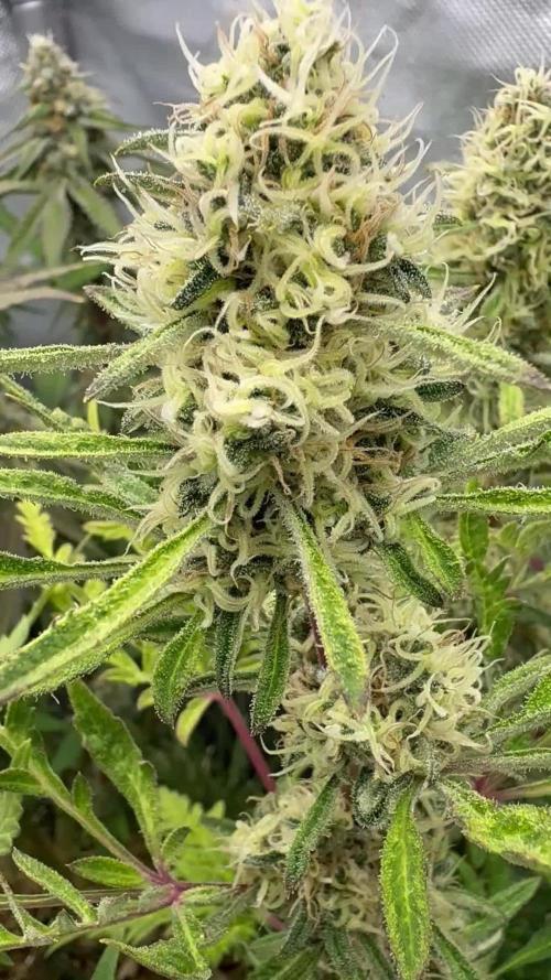 TOB - Banana Chem FreaK - Terpyz Mutant Genetics