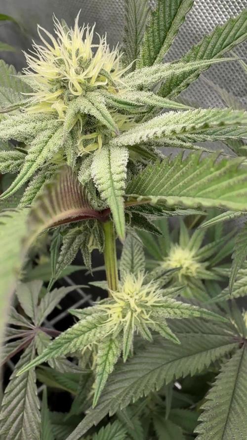 Dante's Inferno #8 Mile High Dave's Cut