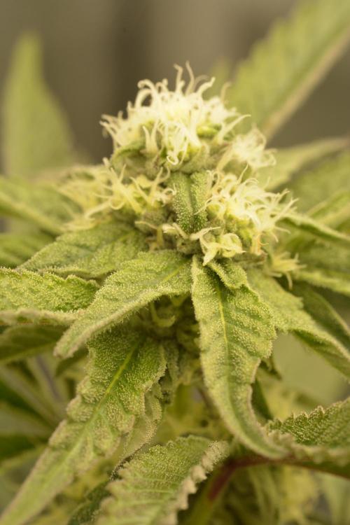 Marshmallow OG - Compound Genetics. Week 8