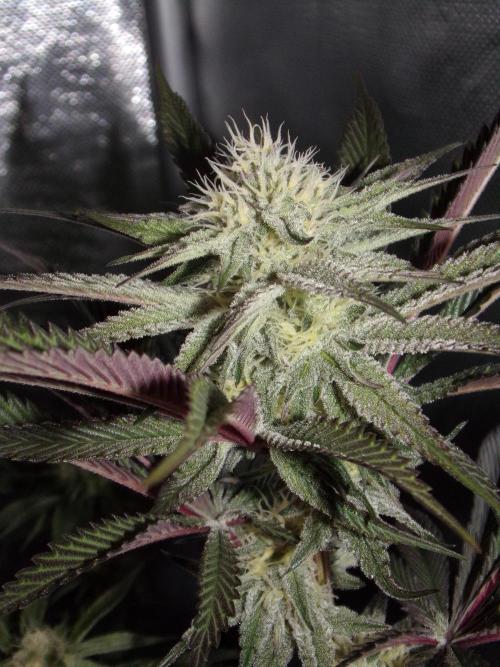 Dante's Inferno #8 Mile High Dave's Cut. Week 8